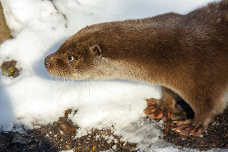 Young European otter  Lutra lutra lutra  in the snowの写真素材