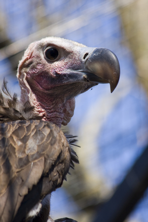Lappet-faced vulture or Nubian vulture  Torgos tracheliotos の写真素材