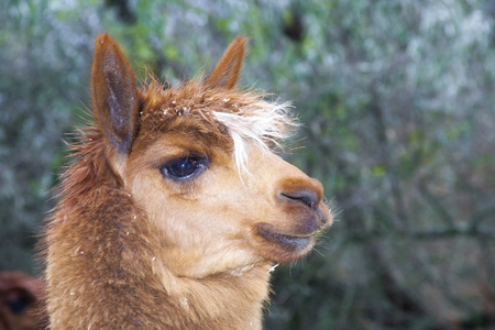 Portrait of a brown alpaca  Lama or Vicugna pacos の写真素材