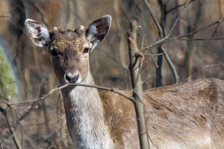 Persian fallow deer  Dama mesopotamica  male in the forestの写真素材