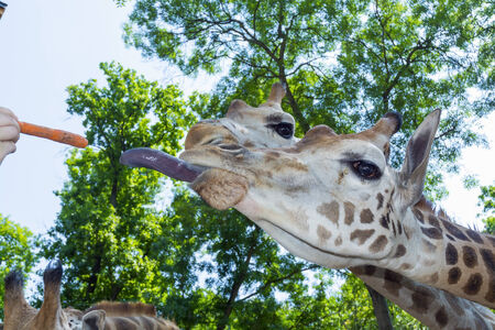 Baringo giraffe  Giraffa camelopardalis rotschildi  headの写真素材