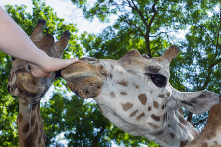 Baringo giraffe  Giraffa camelopardalis rotschildi  headの写真素材