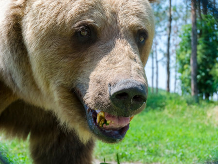 European brown bear (Ursus arctos arctos) close portrait