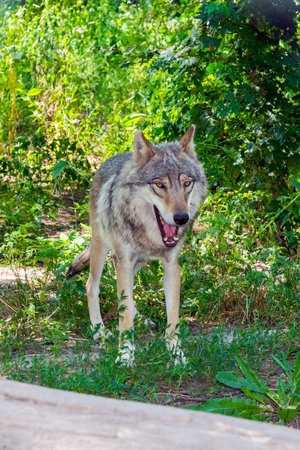 European gray wolf (Canis lupus lupus) is yawning