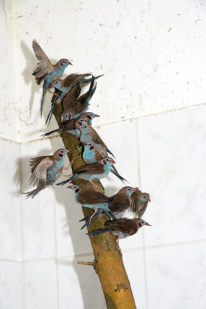 SZEGED, HUNGARY - JULY 15. 2014. -  Confiscated  red-cheeked cordon-bleu (Uraeginthus bengalus) in the quarantine in the wildlife rescue center in Szeged Zoo, Hungaryのeditorial素材