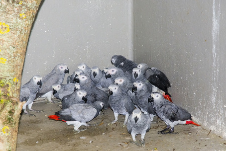 SZEGED, HUNGARY - JULY 15. 2014. -  Confiscated African gray parrots (Psittacus erithacus) in the quarantine in the wildlife rescue center in Szeged Zoo, Hungaryのeditorial素材