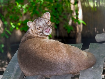 A fossa (Cryptoprocta ferox) on a treeの写真素材