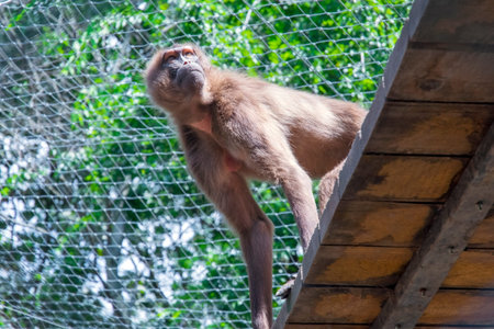 A young male gelada baboon (Theropithecus gelada)