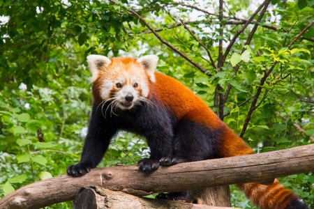 A red or lesser panda (Ailurus fulgens) on a tree