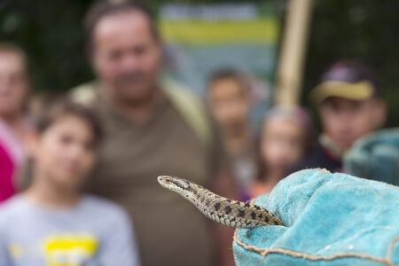 SZEGED, HUNGARY - SEPTEMBER 6. 2014 - Celebrating the Day of Hungarian meadow viper (Vipera ursinii rakosiensis) in Szeged Zoo and presenting the snakes to the publicのeditorial素材