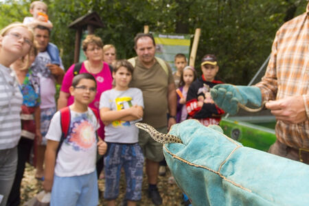 SZEGED, HUNGARY - SEPTEMBER 6. 2014 - Celebrating the Day of Hungarian meadow viper (Vipera ursinii rakosiensis) in Szeged Zoo and presenting the snakes to the publicのeditorial素材