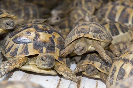 SZEGED, HUNGARY - SEPTEMBER 6. 2014. - Crowd of smuggled Hermann's tortoises (Testudo hermanni) in the quarantine section of Szeged Zoo. They were found in the Serbian border.のeditorial素材