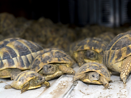 SZEGED, HUNGARY - SEPTEMBER 6. 2014. - Crowd of smuggled Hermann's tortoises (Testudo hermanni) in the quarantine section of Szeged Zoo. They were found in the Serbian border.のeditorial素材