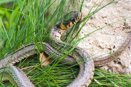 Grass snake (Natrix natrix) in Hungaryの写真素材