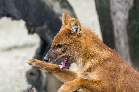 Dhole or Asiatic wild dog (Cuon alpinus)の写真素材