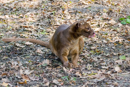 Fossa (Cryptoprocta ferox) is sitting on the ground in the forestの写真素材