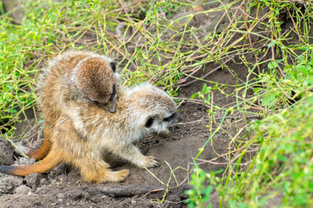 Meerkat (Suricata suricatta) baby on the groundの写真素材
