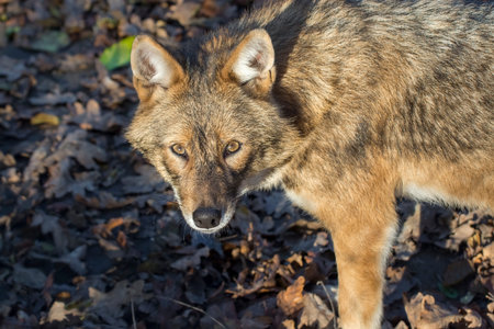 Golden jackal (Canis aureus) is looking us