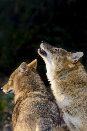 Golden jackals (Canis aureus) in a forestの写真素材