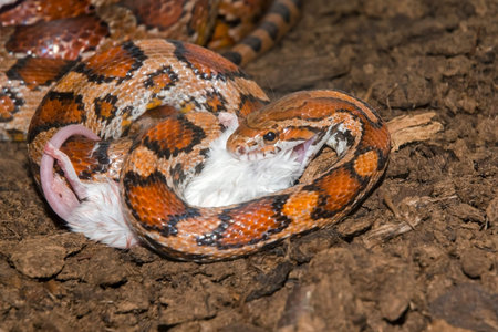Corn snake (Elaphe guttata) is eating am albino mouse