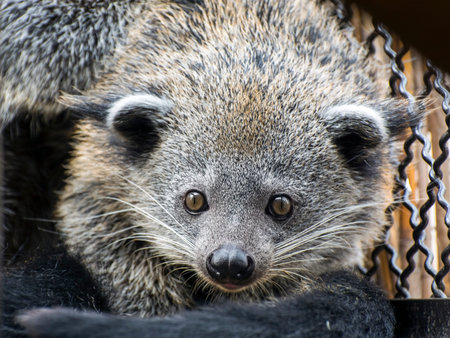 Portrait of a young binturong (Artictis binturong)