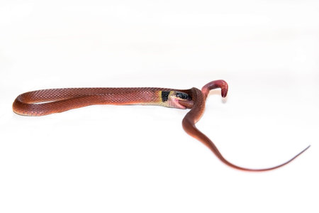 Redback coffee snake (Ninia sebae) is eating an earthworm