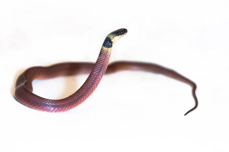 Redback coffee snake (Ninia sebae) with white backgroundの写真素材