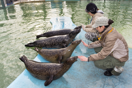 SZEGED, HUNGARY - DECEMBER 15. 2014 -  Training of harbor seals (Phoca vitulina) in Szeged Zooのeditorial素材