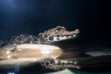Young African dwarf crocodile (Osteolaemus tetraspis) in the darkの写真素材