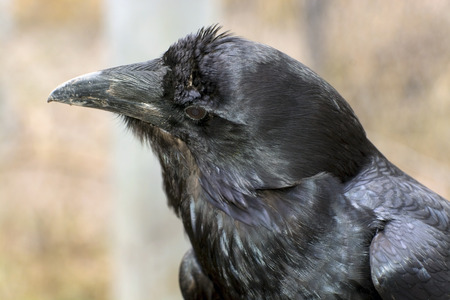 Common raven (Corvus corax) in the forestの写真素材