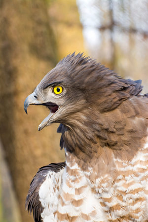 Portrait of a short-toed snake eagle (Circaetus gallicus)