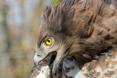 Portrait of a short-toed snake eagle (Circaetus gallicus)