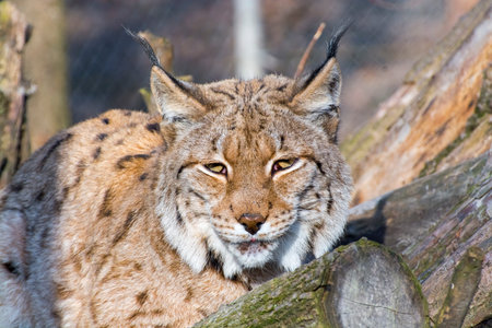 Portrait of an Eurasian lynx (Lynx lynx)