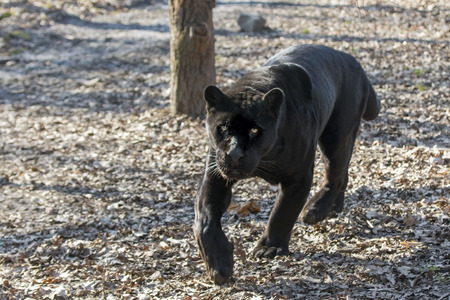 Male black jaguar (Panthera onca) is comingの写真素材