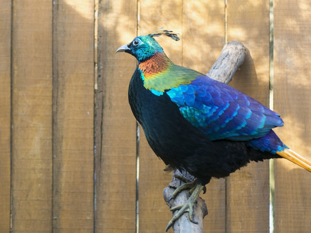 Male Himalayan monal (Lophophorus impejanus) in a wooden volierの写真素材
