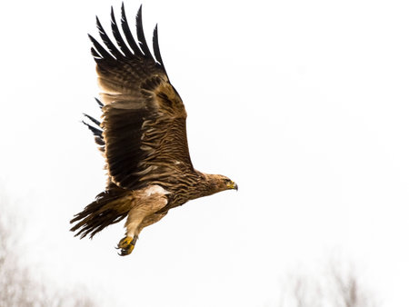 Releasing a saved imparial eagle (Aquila heliaca)