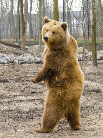 European brown bear (Ursus arctos arctos) is standing upの写真素材