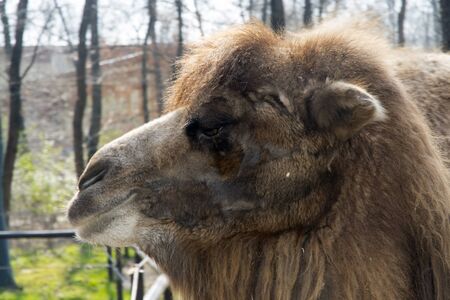 Bactrian or two-humped camel (Camelus bactrianus) portraitの写真素材