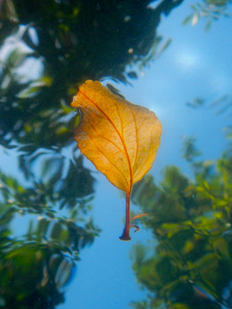 Swimming leaf was photographed from underwaterの写真素材