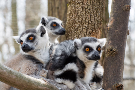 Group of ring-tailed lemur or maky (Lemur catta)