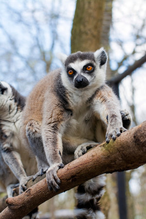 Ring-tailed lemur or maky (Lemur catta) on a tree