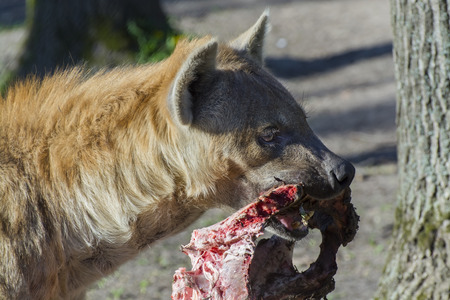 Spotted hyena (Crocuta crocuta) carries a piece of meatの写真素材