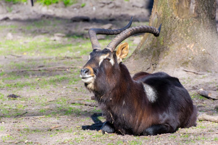 Nile lechwe or Mrs Gray's lechwe (Kobus megaceros)