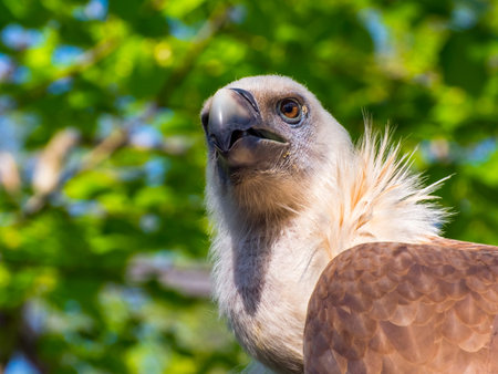 Portrait of an European Griffon vulture (Gyps fulvus)の写真素材