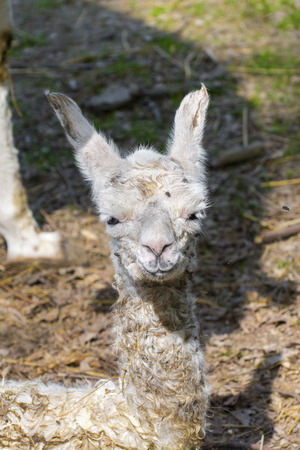 Newborn white Llama (Lama glama) baby after birthの写真素材