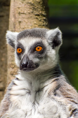 Portrait of a ring-tailed lemur (Lemur catta)