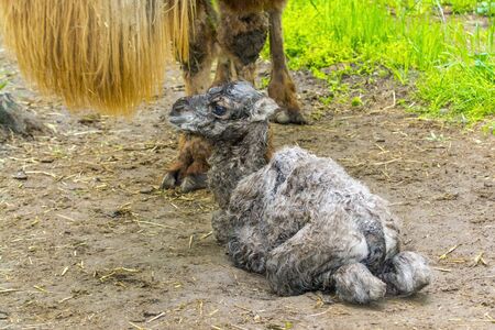 Bactrian camel (Camelus bactrianus) baby after birthの写真素材