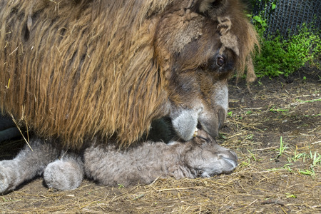 Bactrian camel (Camelus bactrianus) baby shortly after birth and its motherの写真素材