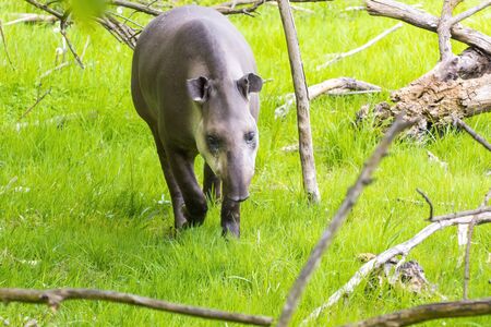 Lowland tapir (Tapir terrestris) in the forestの写真素材