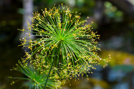 Flowers of a dwarf papyrus sedge (Cyperus haspan)